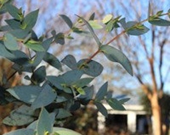 Eucalyptus stellulata seeds 'black sallee' 10-100pc Organic