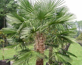 Chinese windmill palm tree seeds 10pc Trachycarpus fortunei