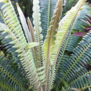 Dioon rzedowskii 3 samen - Seltene Palmfarne - Ungewöhnlich - Zamiaceae - Sammlungssamen