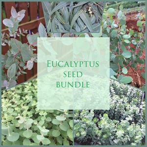 Eucalyptus Seed bundle - 5 types of Eucalyptus, Baby Blue, Polyanthemos, Cinerea, Globulus, Pulverlenta - Wedding decoration, Gift, Medicine