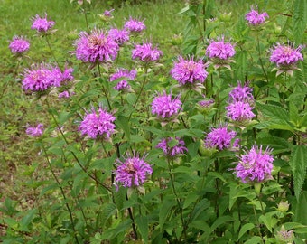 Premium Monarda Fistulosa Wild Bergamot Seeds – Perfect for Pollinator Gardens! - Organic seeds - Pink flower - Fresh germination tested