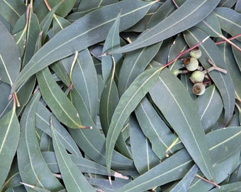 Premium Eucalyptus Globulus Seeds - Grow Your Own Aromatic Trees! 10-100 pcs - Indoor Decor - Wedding foliage - Organic