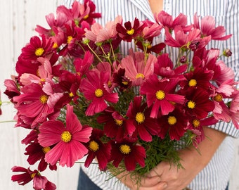 Cosmos bipinnatus Rubenza Seeds - Stunning Ruby Red Cosmos Flowers - Easy to Grow for Your Garden! - Organic - Germination tested - Floral