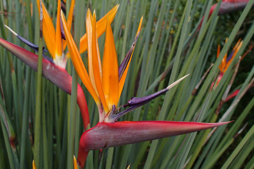 bird of paradise strelitzia juncea