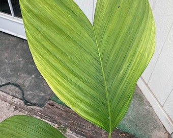 Chamaedorea ernesti-augusti (Earnest August's Palm) 10 Zaden - Palmboomzaad - Amerikaanse leverancier - Zaadvoorziening - Vissenstaartpalm - Klein palmzaad