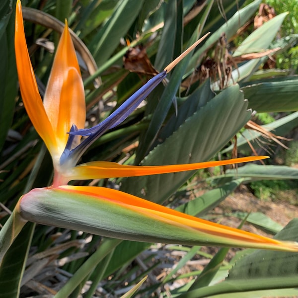 Strelitzia reginae Bird of Paradise Seeds  Wedding foliage - Organic - Fresh decor - Garden and Grow - Indoor decor