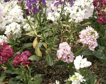 Matthiola Incana (Common Name: Stock Flower) Mix colors Seeds – Perfect for Your Garden - Organic - Colorful decor