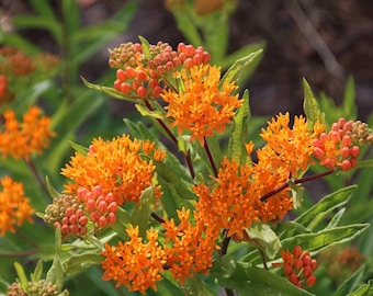 Butterfly Magnet - Asclepias tuberosa (Pleurisy Root) Seeds – Grow Vibrant Orange Milkweed for Your Garden - Organic seeds - Germ tested