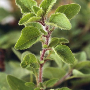 Origanum vulgare hirtum Greek Oregano Seeds - Organic, USA-Grown, High Germination, Free Shipping, Detailed Growing Instructions , Herb seed