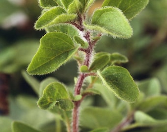 Origanum vulgare hirtum Greek Oregano Seeds - Organic, USA-Grown, High Germination, Free Shipping, Detailed Growing Instructions , Herb seed