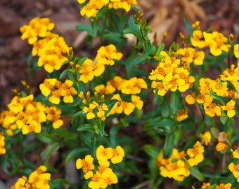 Graines de souci menthe du Mexique (Tagetes lucida) - Herbe aromatique pour votre jardin ! - Graines biologiques - Décoration florale coupée - Attracteur de pollinisateurs