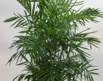 Chamaedorea seifrizii (Bamboepalm) Zaden - Pak van 10 - Gemakkelijk te kweken - Palmzaden - Rietpalm