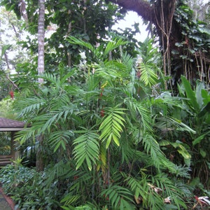 Chamaedorea microspadix (Hardy Bamboo Palm) 10 seeds - Palm seed - Cold hardy palm tree seeds - Outdoor Indoor Gardening