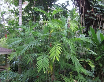 Chamaedorea microspadix (palmier de bambou résistant) 10 graines - Graine de palmier - Graines de palmier résistantes au froid - Jardinage extérieur intérieur