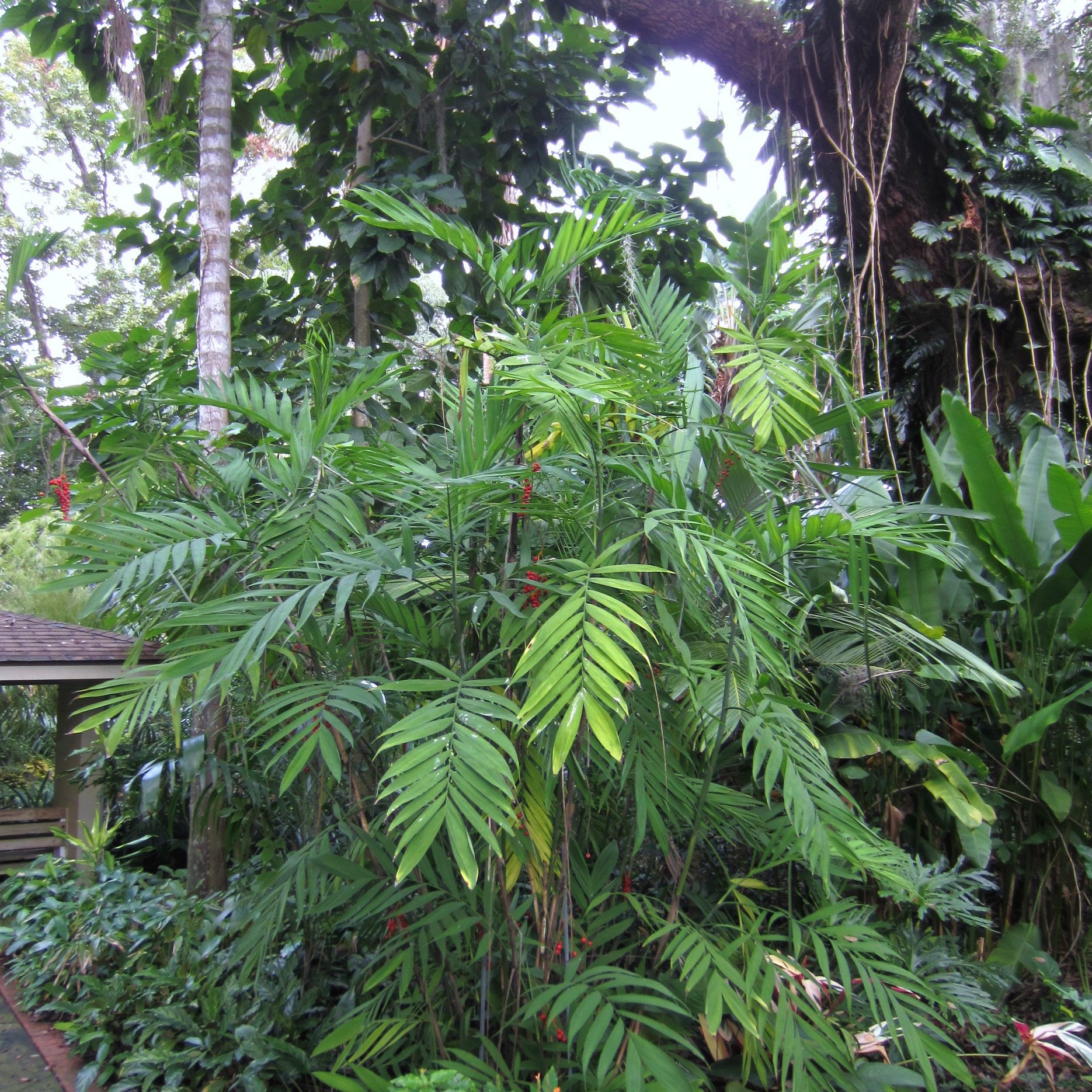 Chamaedorea Microspadix (hardy Bamboo Palm) 10 Seeds - Palm Seed