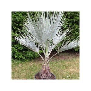 Mexican blue palm seeds Brahea Armata palm tree 10pc image 2