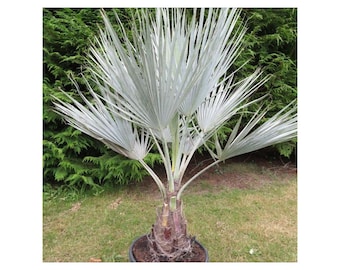 Mexican blue palm seeds Brahea Armata palm tree 10pc