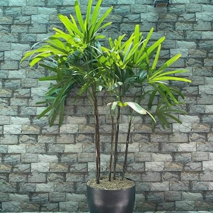 ドラゴンツリー「ドラセナ ドラコ」の新鮮な種子 10 個 - Etsy 日本