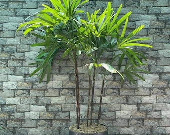 ドラゴンツリー「ドラセナ ドラコ」の新鮮な種子 10 個 - Etsy 日本