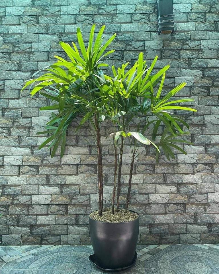 Lady Palm 'rhapis Excelsa' Tree Seeds - Organic - Fresh Decor