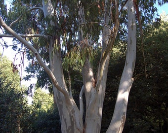 Eucalyptus dalrympleana graines de gomme de montagne blanche 10-100 pc Bio