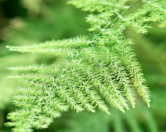 Asparagus Plumosus Seeds – Plumosa Fern – Feathery Foliage – Indoor or Landscape Use – Wholesale Available – Fast USA Shipping