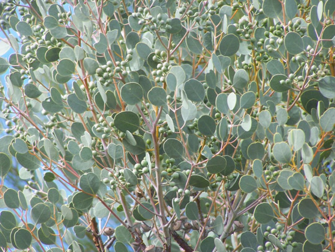 Eucalyptus Orbifolia Seeds 'round Heartleaf' Wedding Foliage Organic