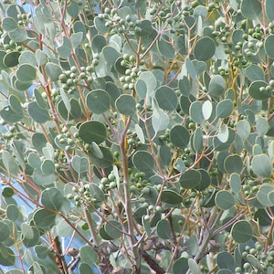 Eucalyptus Orbifolia seeds 'round heart-leaf' Wedding foliage - Organic - Fresh decor - Garden and Grow - Indoor decor