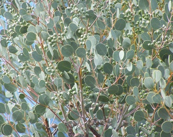 Eucalyptus Orbifolia seeds 'round heart-leaf' Wedding foliage - Organic - Fresh decor - Garden and Grow - Indoor decor