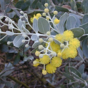 Acacia Pearl &#39;podalyriifolia&#39; seeds FRESH