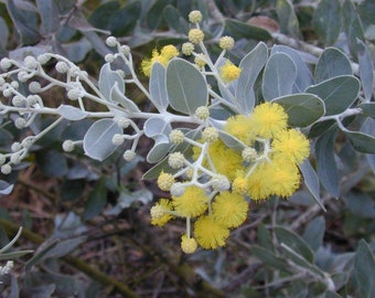 Acacia Pearl 'podalyriifolia' seeds FRESH