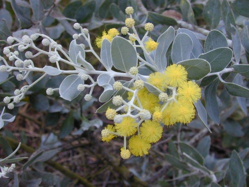 Acacia Pearl 'podalyriifolia' seeds FRESH image 1