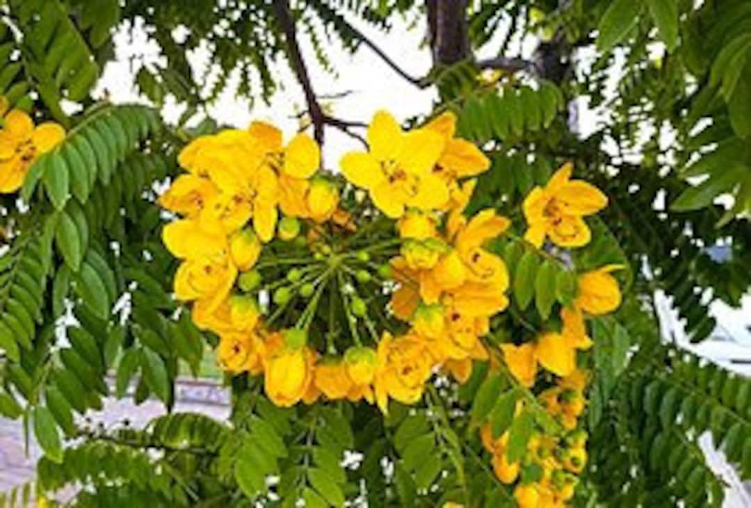 Golden Medallion Tree Seeds 20pc Cassia Leptophylla Etsy