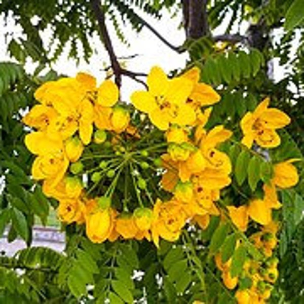 Golden medallion tree seeds 20pc Cassia leptophylla