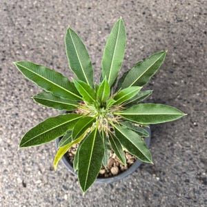 Op de afbeelding: Een potplant met talrijke lancetvormige, donkergroene bladeren met opvallende lichtgroene middennerven. De plant is gerangschikt in een cirkelvormig, stralend patroon en groeit vanuit een centraal punt in een donkergrijze pot met aarde.