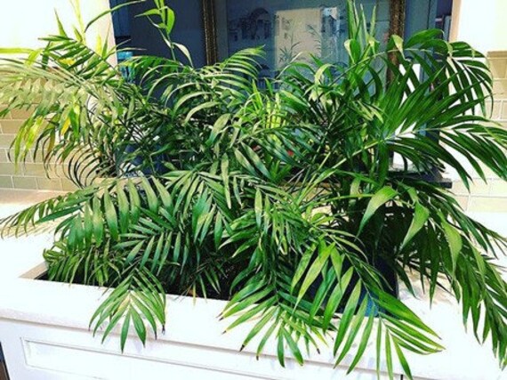 Chamaedorea Elegan Seeds - Parlour Palm Seeds - Easy to Grow Palm - Indoor  Gardening Decoration - Etsy