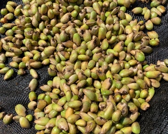 VENTE EN VRAC Graines de Monstera deliciosa - Faciles à cultiver - Commencez votre propre jardin - De source biologique - Taux de germination élevé - Livraison gratuite aux États-Unis