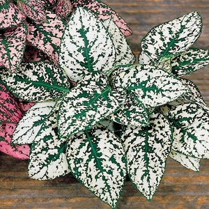 Polka Dot Plant Seeds Hypoestes phyllostachya ( White ) 25pc