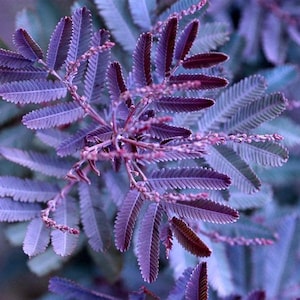 Semillas de Acacia baileyana 'purpurea' FRESCAS