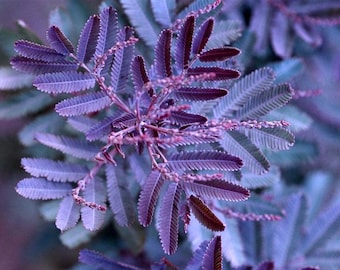 Acacia baileyana 'purpurea' seeds FRESH