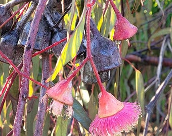 Eucalyptus caesia seeds 'gungurru' 10-100pc Organic