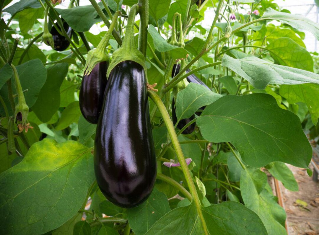 Round Mauve Eggplant Seeds – 50+ Solanum Melongena – Non-GMO, USA Free Shipping