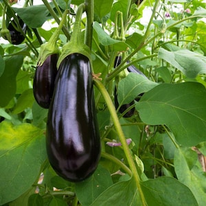 Solanum melongena (Aubergine) Samen - Schwarze Aubergine, Non-GMO, offen bestäubt, in den USA angebaut, hohe Keimung, kostenloser Versand
