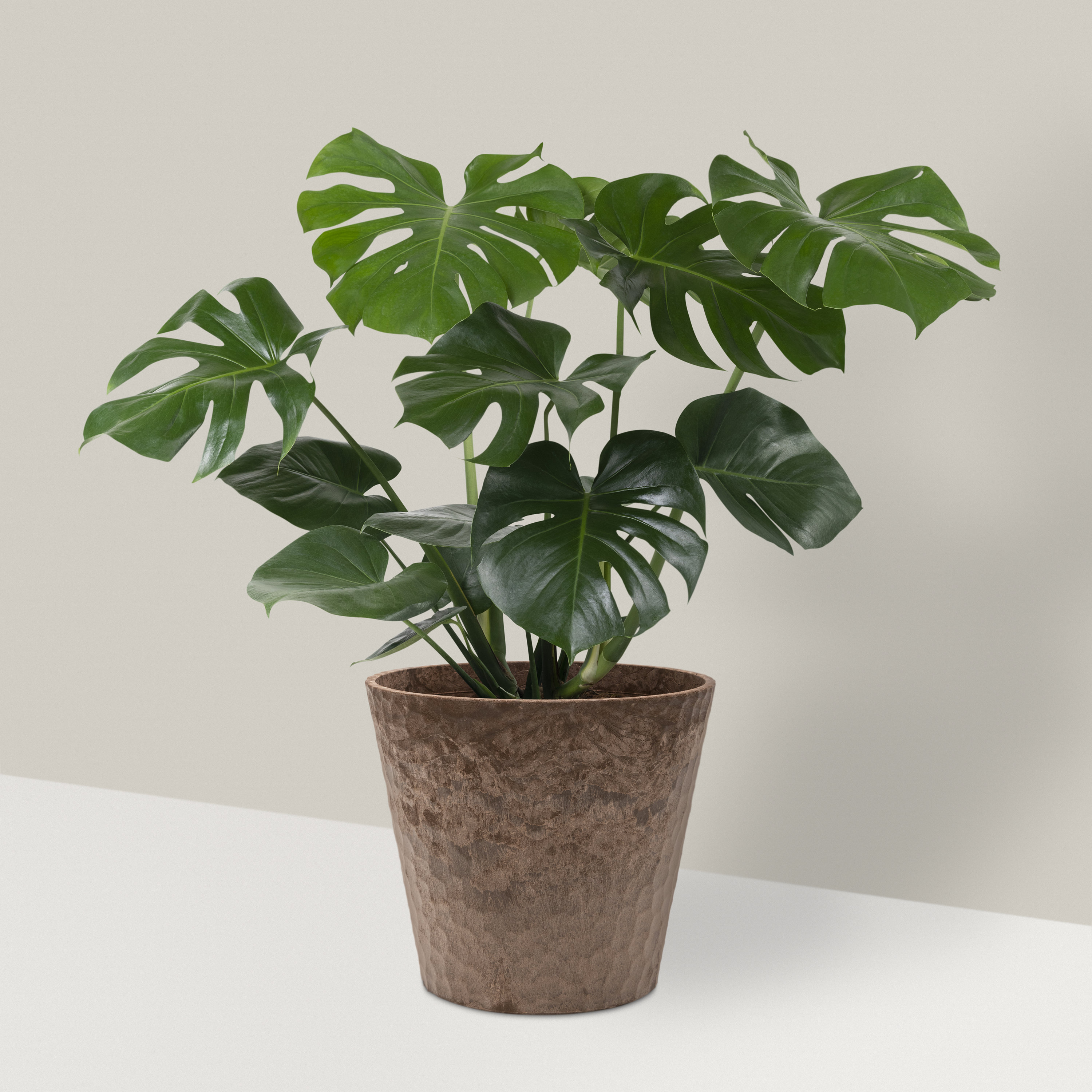 Riesige Monstera Deliciosa-Samen Bio-Samen zum Pflanzen, Schweizer  Ksepflanze, Zimmerpflanze, tropischer Samen - Einfach zu zchten - Hohe  Keimung - Etsy.de