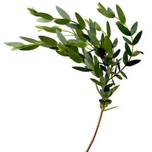 May include: A sprig of green eucalyptus leaves with a long, thin stem.