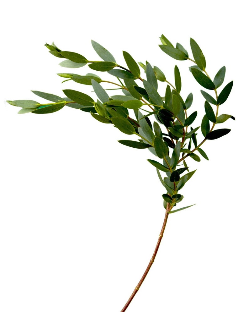May include: A sprig of green eucalyptus leaves with a long, thin stem.