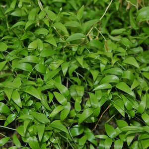Asparagus smilax seeds , bridal creeper seeds- Wedding foliage - Organic - Fresh decor - Garden and Grow - Indoor decor