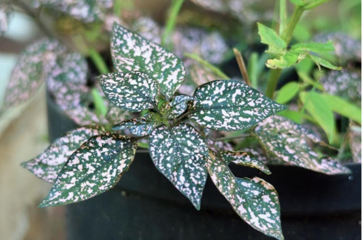 Polka Dot Plant Seeds Hypoestes Phyllostachya ( White ) 25pc - Etsy