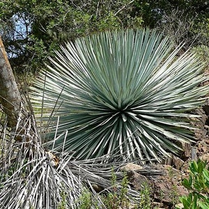 Hesperoyucca whipplei seeds 10pc 'Lord's candle' image 1