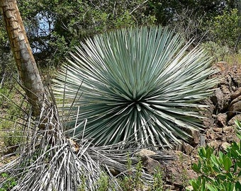 Hesperoyucca whipplei seeds 10pc 'Lord's candle'